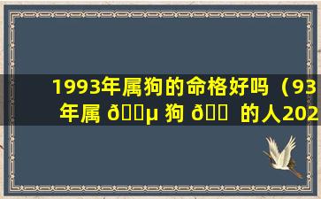 1993年属狗的命格好吗（93年属 🌵 狗 🐠 的人2021年的运势及运程）